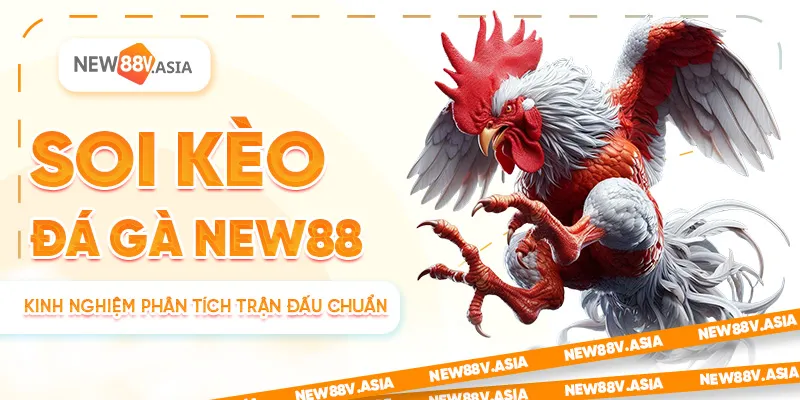 Soi Kèo Đá Gà New88 – Kinh Nghiệm Phân Tích Trận Đấu Chuẩn